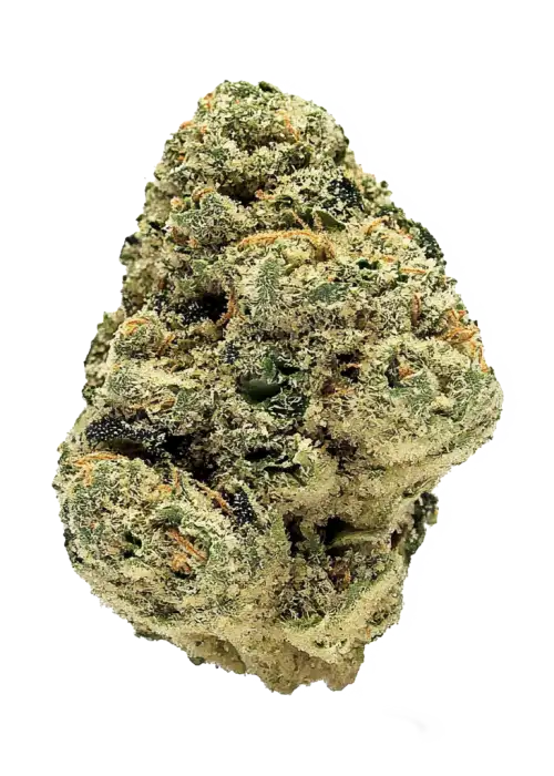 Mint Mango, mango ve narenciye aromalarıyla öne çıkan Indica dominant bir türdür. Derin rahatlama ve uyku için ideal. Genetik yapısını keşfedin.