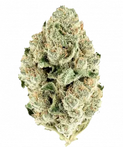 Mint Runtz, kremsi ve mentol aromalarıyla öne çıkan dengeli bir hibrit türdür. Yüksek THC içeriğiyle yaratıcılığı ve rahatlamayı keşfedin. Hemen görüntüleyin.