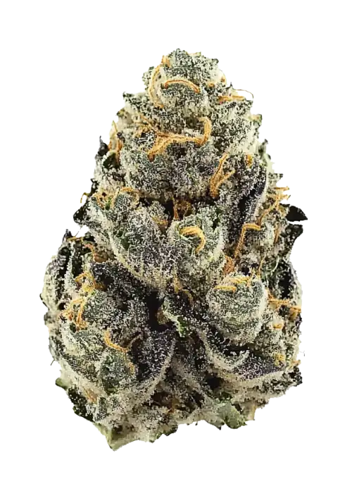 Mint Runtz Automatic, nane ve vanilya aromalarıyla öne çıkan, THC'li bir hibrit türdür. Yüksek verimiyle dikkat çeker. Genetik yapısını keşfedin ve hemen görüntüleyin.