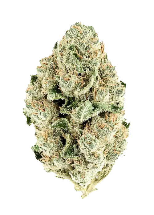 Mint Runtz, kremsi ve mentol aromalarıyla öne çıkan dengeli bir hibrit türdür. Yüksek THC içeriğiyle yaratıcılığı ve rahatlamayı keşfedin. Hemen görüntüleyin.