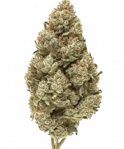 Mint Sours, sert yakıtımsı ve kimyasal limon aromalarıyla öne çıkan Indica baskın bir türdür. Yüksek THC içeriğiyle rahatlatıcı etkilerini keşfedin ve hemen görüntüleyin.