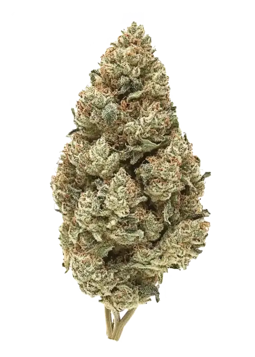 Mint Sours, sert yakıtımsı ve kimyasal limon aromalarıyla öne çıkan Indica baskın bir türdür. Yüksek THC içeriğiyle rahatlatıcı etkilerini keşfedin ve hemen görüntüleyin.