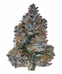 Miracle Candy, şekerli aroması ve yüksek THC içeriğiyle bilinen Indica baskın bir türdür. Yoğun rahatlama ve uyku için ideal. Genetik yapısını keşfedin.