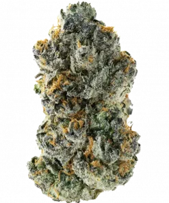 Misty’s Psyduck, yakıtımsı ve meyvemsi aromalarıyla öne çıkan dengeli bir hibrit türdür. Yaratıcılığı artıran bu türün genetik yapısını keşfedin.