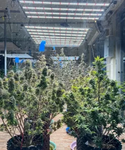 Mix Pack Auto Fem Esrar Tohumu (Fast Buds)