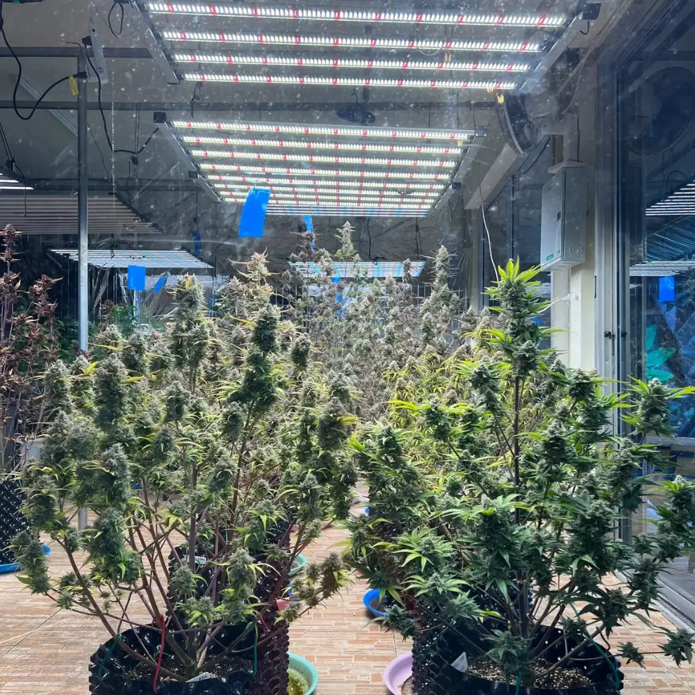 Mix Pack Auto Fem Esrar Tohumu (Fast Buds)