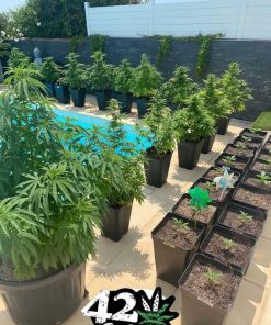 Mix Pack Auto Fem Esrar Tohumu (Fast Buds)