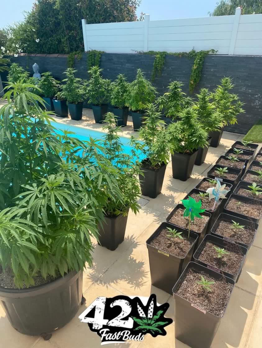 Mix Pack Auto Fem Esrar Tohumu (Fast Buds)