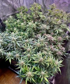 Mix Pack Auto Fem Esrar Tohumu (Fast Buds)