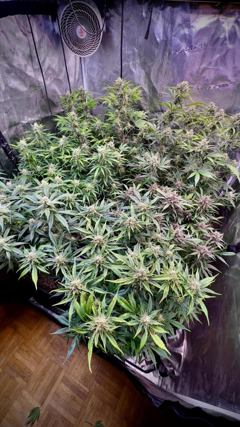 Mix Pack Auto Fem Esrar Tohumu (Fast Buds)