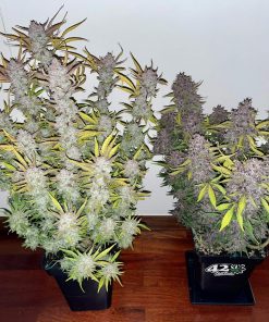 Mix Pack Auto Fem Esrar Tohumu (Fast Buds)