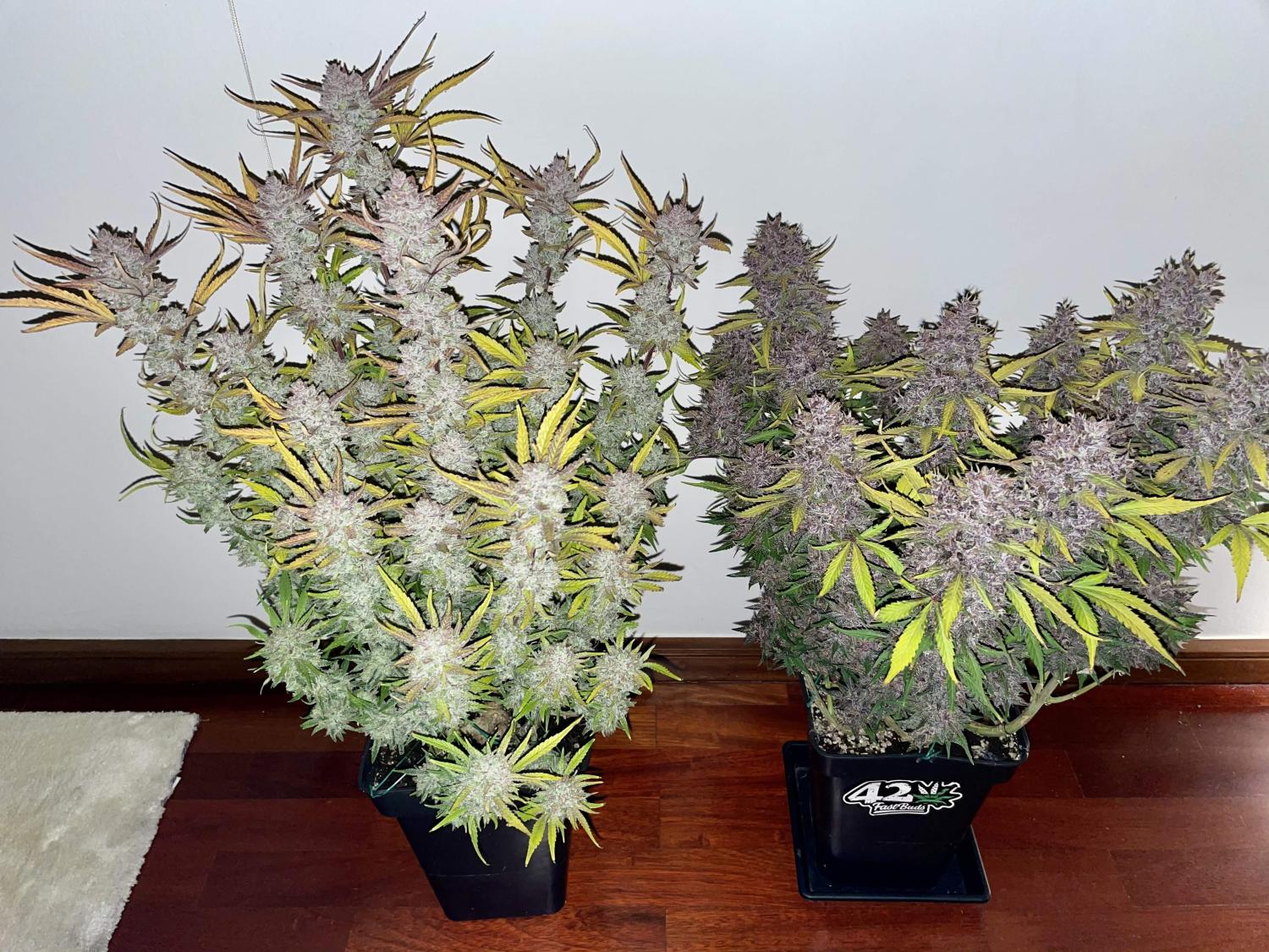 Mix Pack Auto Fem Esrar Tohumu (Fast Buds)