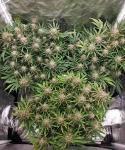 Mix Pack Auto Fem Esrar Tohumu (Fast Buds)