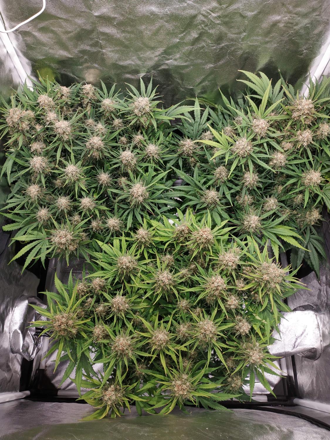 Mix Pack Auto Fem Esrar Tohumu (Fast Buds)