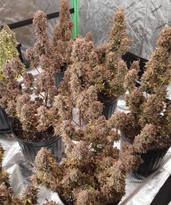 Mix Pack Auto Fem Esrar Tohumu (Fast Buds)