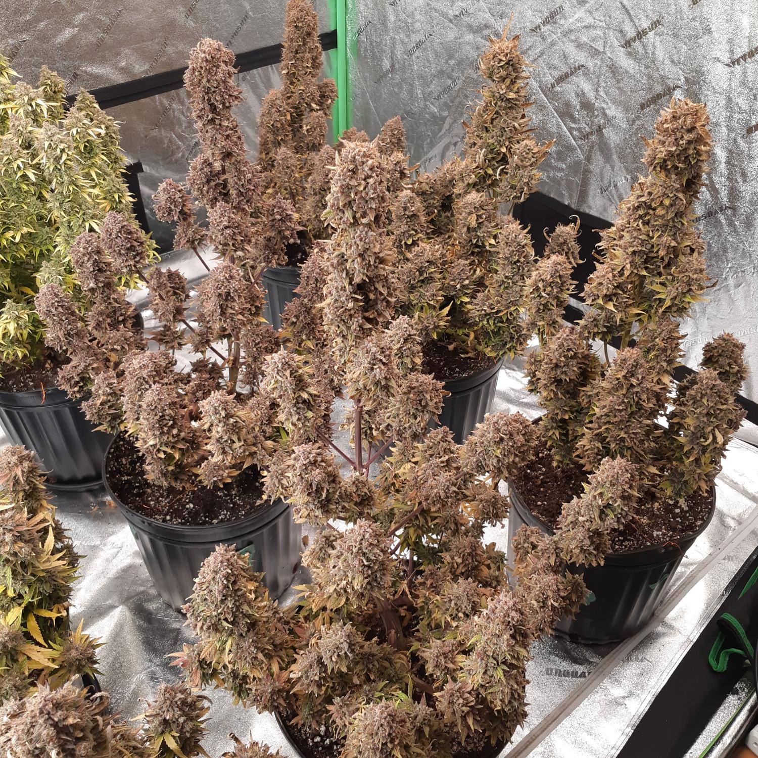 Mix Pack Auto Fem Esrar Tohumu (Fast Buds)