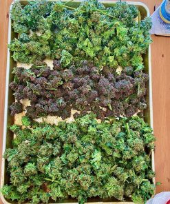 Mix Pack Auto Fem Esrar Tohumu (Fast Buds)