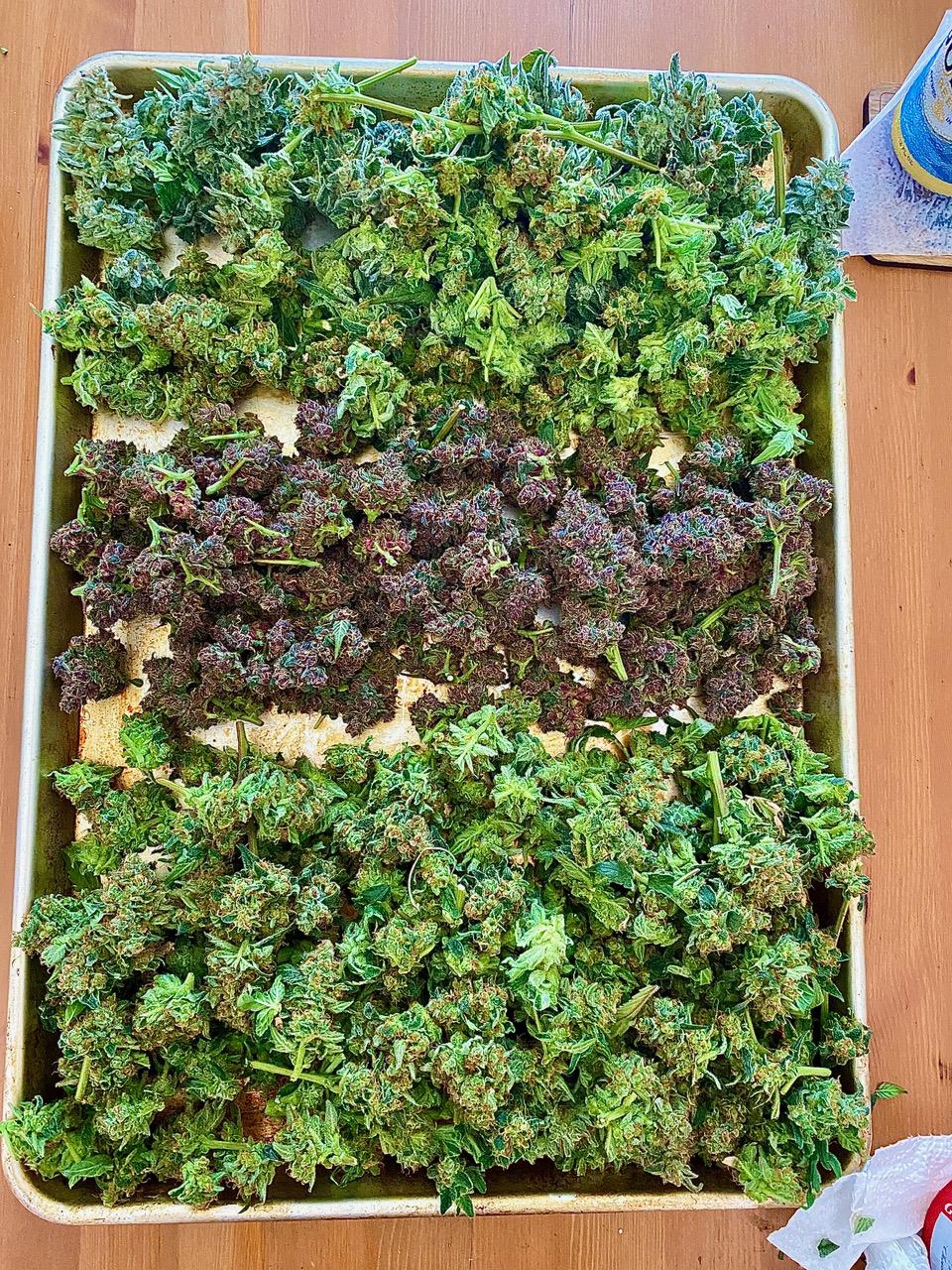 Mix Pack Auto Fem Esrar Tohumu (Fast Buds)