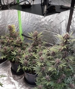 Mix Pack Auto Fem Esrar Tohumu (Fast Buds)