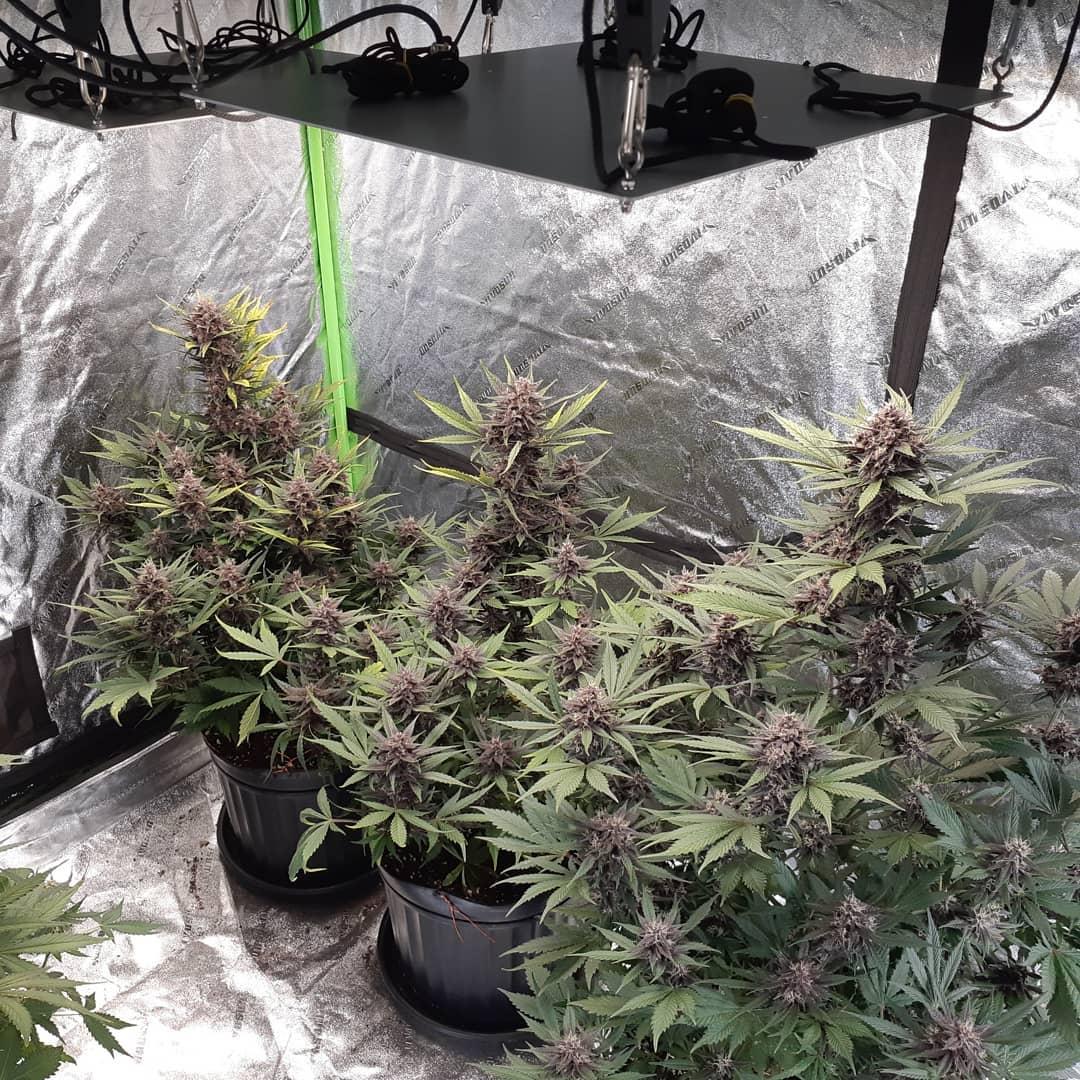 Mix Pack Auto Fem Esrar Tohumu (Fast Buds)