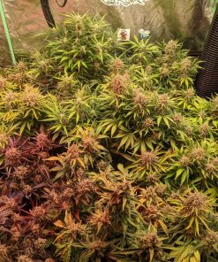 Mix Pack Auto Fem Esrar Tohumu (Fast Buds)