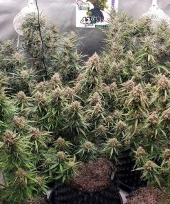 Mix Pack Auto Fem Esrar Tohumu (Fast Buds)