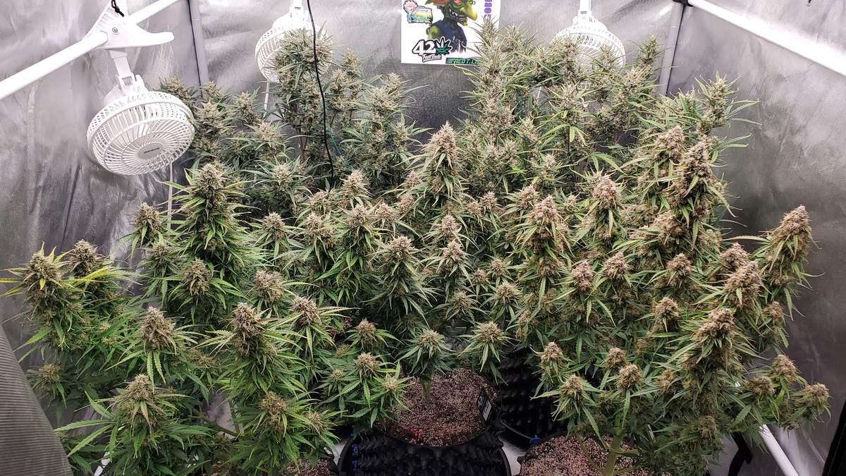 Mix Pack Auto Fem Esrar Tohumu (Fast Buds)