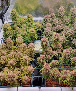 Mix Pack Auto Fem Esrar Tohumu (Fast Buds)