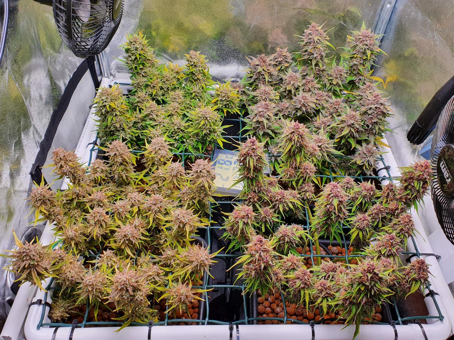 Mix Pack Auto Fem Esrar Tohumu (Fast Buds)