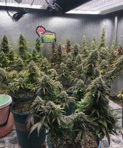 Mix Pack Auto Fem Esrar Tohumu (Fast Buds)