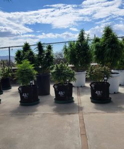 Mix Pack Auto Fem Esrar Tohumu (Fast Buds)