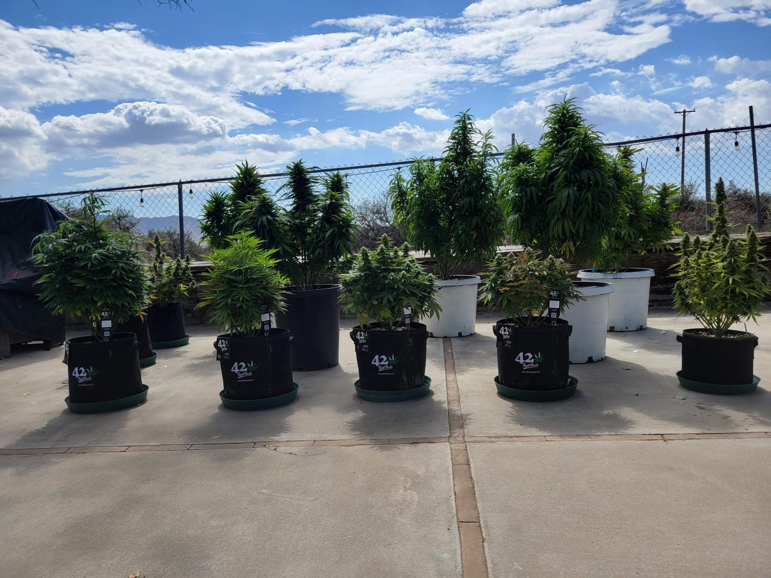 Mix Pack Auto Fem Esrar Tohumu (Fast Buds)