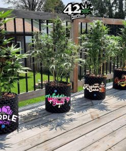 Mix Pack Auto Fem Esrar Tohumu (Fast Buds)