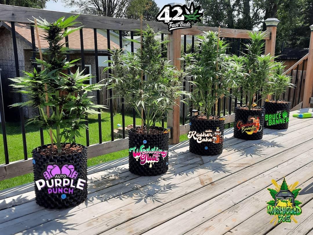 Mix Pack Auto Fem Esrar Tohumu (Fast Buds)