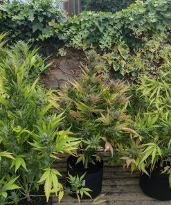 Mix Pack Auto Fem Esrar Tohumu (Fast Buds)