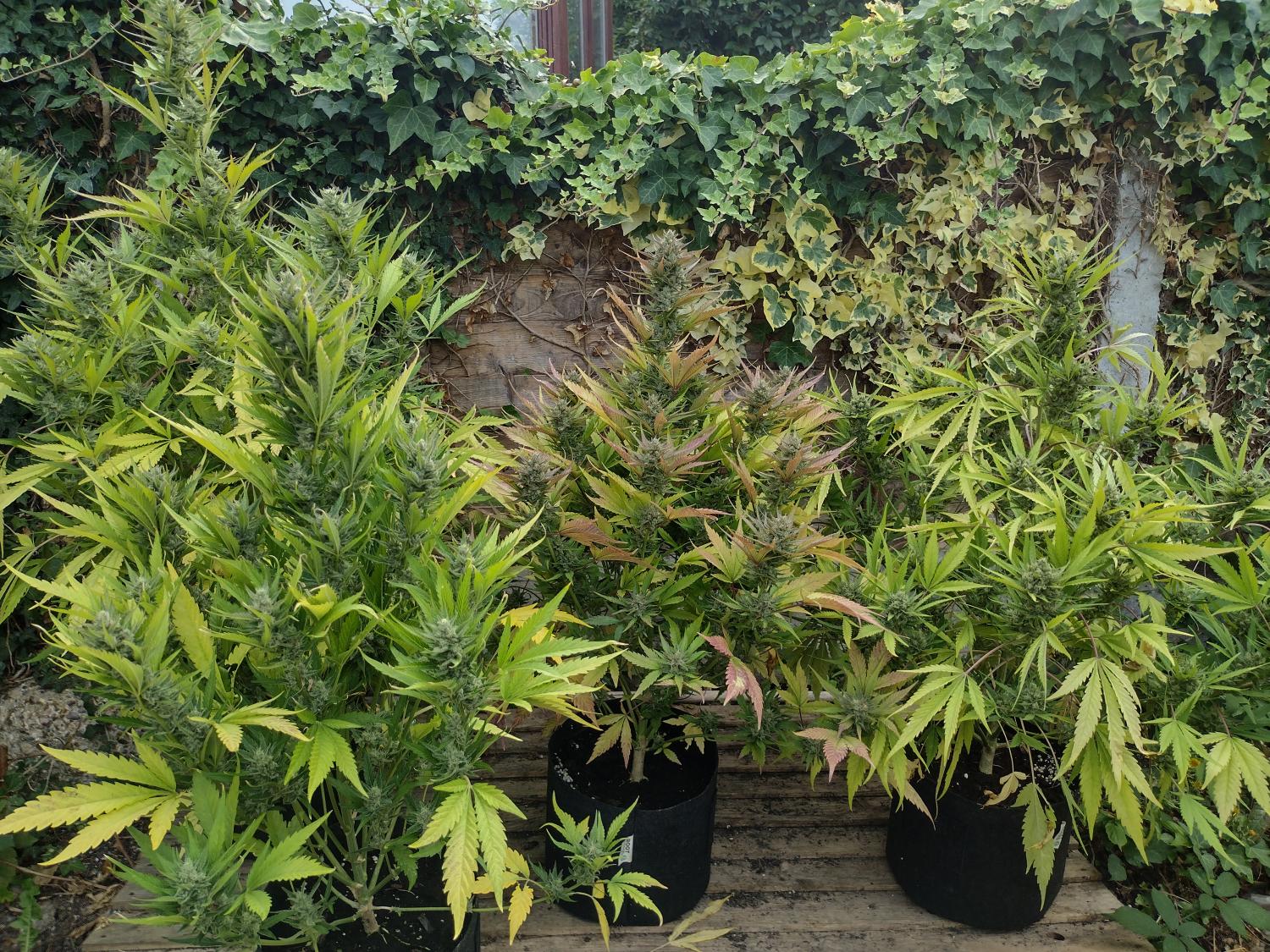 Mix Pack Auto Fem Esrar Tohumu (Fast Buds)