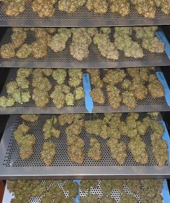 Mix Pack Auto Fem Esrar Tohumu (Fast Buds)