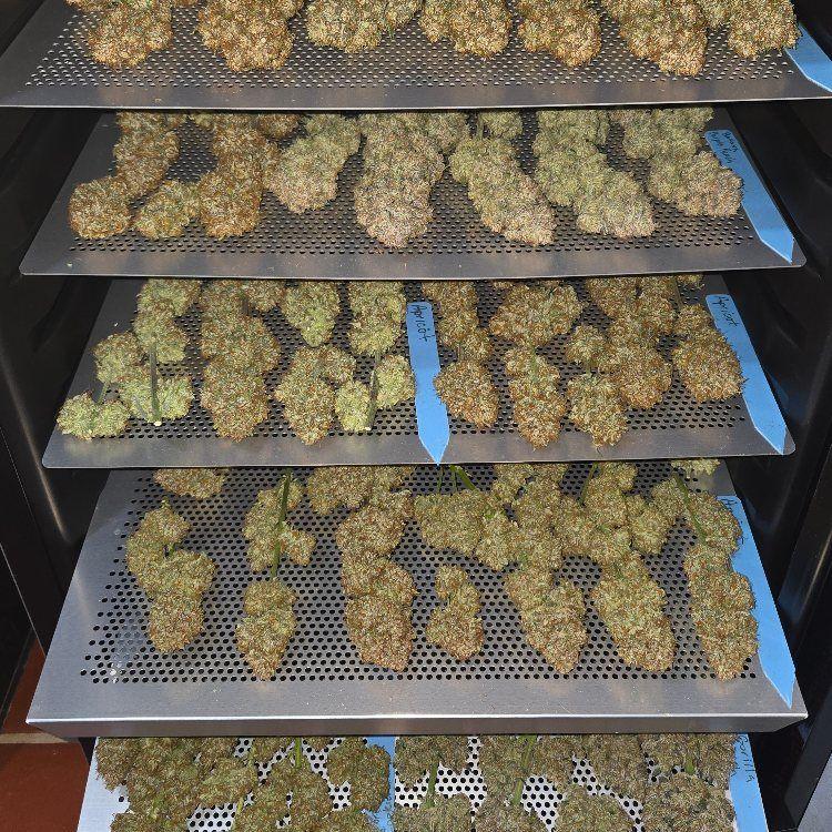 Mix Pack Auto Fem Esrar Tohumu (Fast Buds)