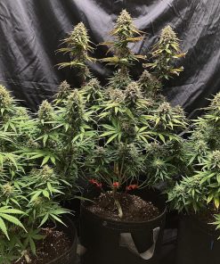 Mix Pack Auto Fem Esrar Tohumu (Fast Buds)