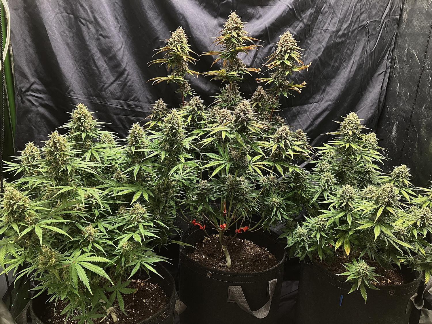 Mix Pack Auto Fem Esrar Tohumu (Fast Buds)