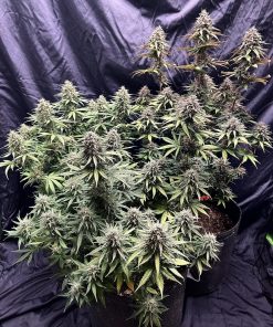 Mix Pack Auto Fem Esrar Tohumu (Fast Buds)