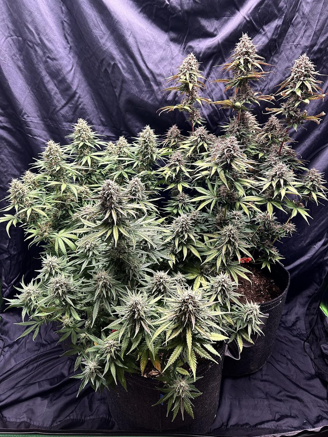 Mix Pack Auto Fem Esrar Tohumu (Fast Buds)