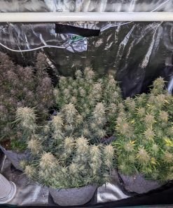 Mix Pack Auto Fem Esrar Tohumu (Fast Buds)