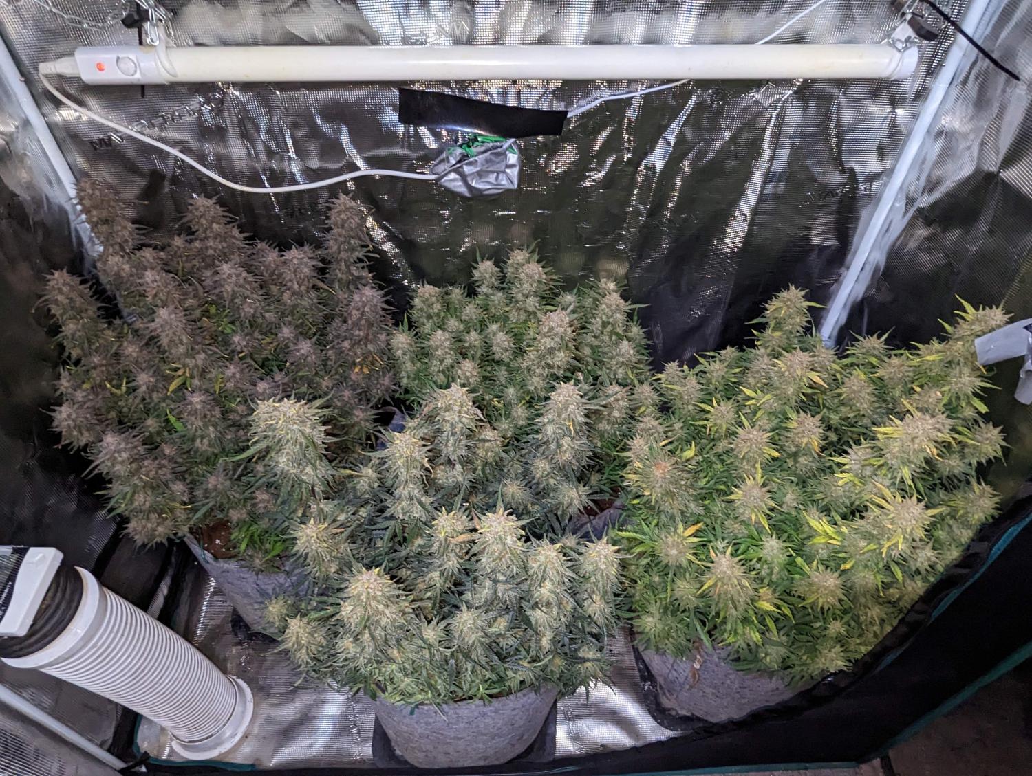 Mix Pack Auto Fem Esrar Tohumu (Fast Buds)