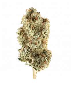 Mizzizzipi Mud, tropikal aromaları ve 'ya varan THC içeriğiyle öne çıkan dengeli bir hibrit türdür. Yaratıcılığı tetikleyen bu türün genetik yapısını keşfedin.