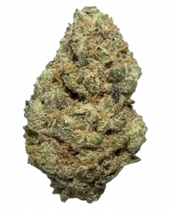 MK Ultra, yakıtımsı aroması ve yüksek THC içeriğiyle öne çıkan indica dominant bir türdür. Derin rahatlama ve öfori için ideal. Genetik yapısını keşfedin.