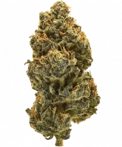 MMXX, tatlı tropikal aromaları ve THC oranıyla öne çıkan dengeli bir hibrit türdür. Depresyon ve stresi azaltan bu türün özelliklerini keşfedin.