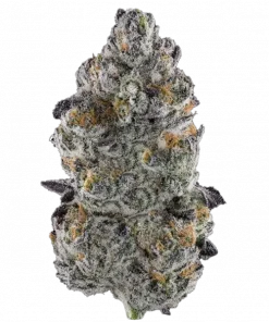 Mob Boss, tatlı orman meyveleri aroması ve 'e varan THC içeriğiyle öne çıkan hibrit bir türdür. Yüksek verimli bu türün genetik yapısını keşfedin.