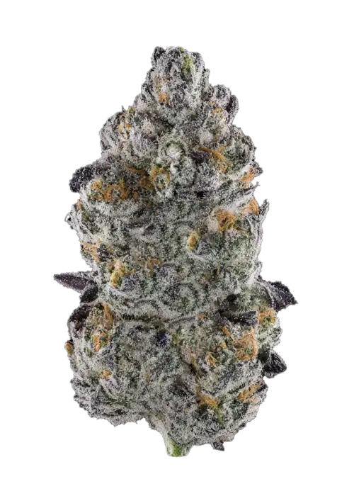Mob Boss, tatlı orman meyveleri aroması ve 'e varan THC içeriğiyle öne çıkan hibrit bir türdür. Yüksek verimli bu türün genetik yapısını keşfedin.