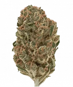 Moby Dick, belirgin limon aroması ve yüksek enerjisiyle bilinen Sativa baskın bir türdür. White Widow ve Haze genetiğiyle öne çıkar. Özelliklerini keşfedin.